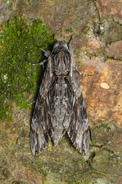 Agrius convolvuli - szulákszender