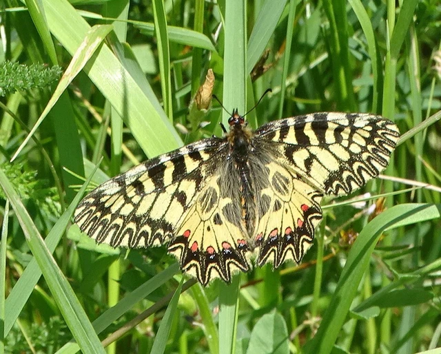 Zerynthia polyxena - farkasalmalepke