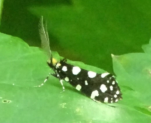 Euplocamus anthracinalis - fésűscsápú korhadékmoly