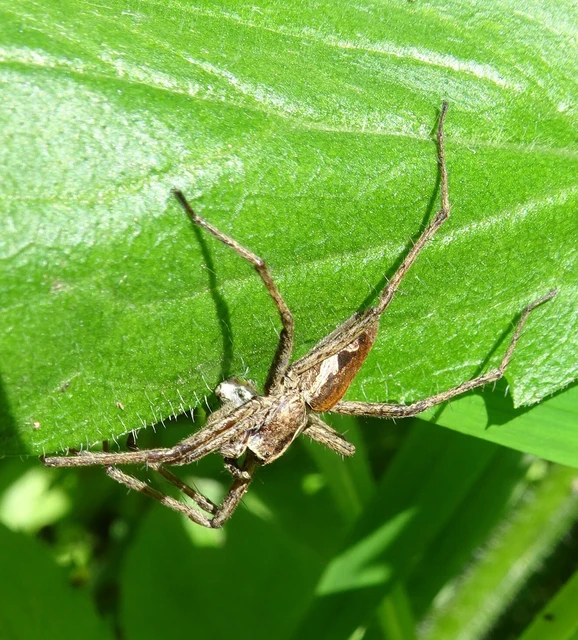Pisaura mirabilis - csodáspók