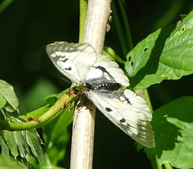 Parnassius mnemosyne - kis apollólepke