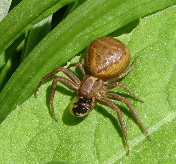 Xysticus