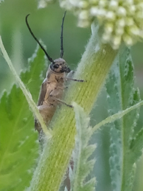 Phytoecia nigricornis - ürömcincér