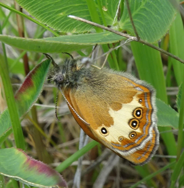Coenonympha arcania - fehéröves szénalepke