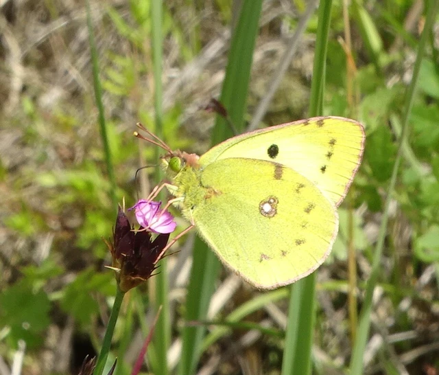 Colias alfacariensis - déli kéneslepke