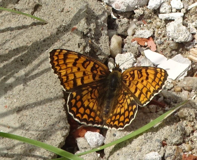Melitaea phoebe - nagy tarkalepke
