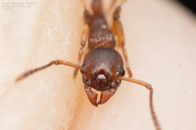 Myrmica ruginodis - erdei bütyköshangya