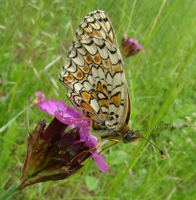 Melitaea phoebe - nagy tarkalepke