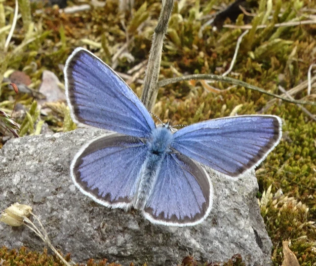 Plebejus argyrognomon - tintakék boglárka