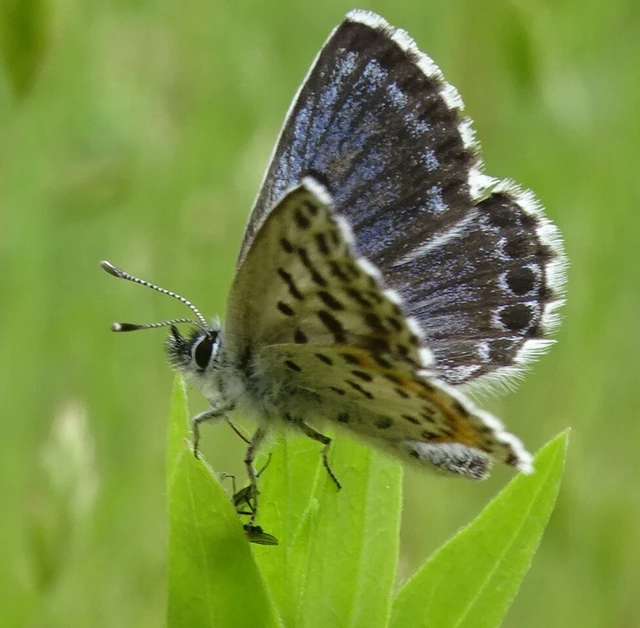 Scolitantides orion - szemes boglárka