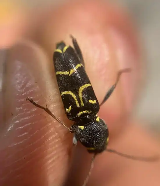 Xylotrechus antilope - fürge darázscincér