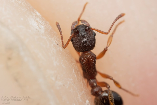 Myrmica schencki - kétszínű bütyköshangya