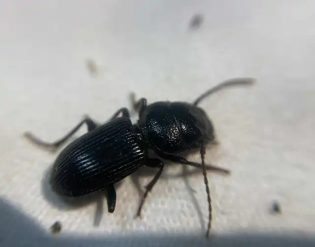 Dixus clypeatus - pajzsosnyakú futó