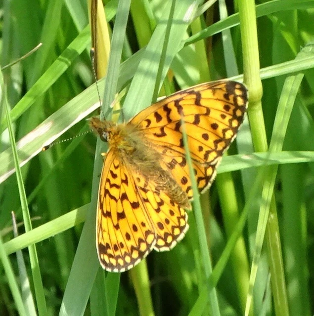 Boloria selene - fakó gyöngyházlepke
