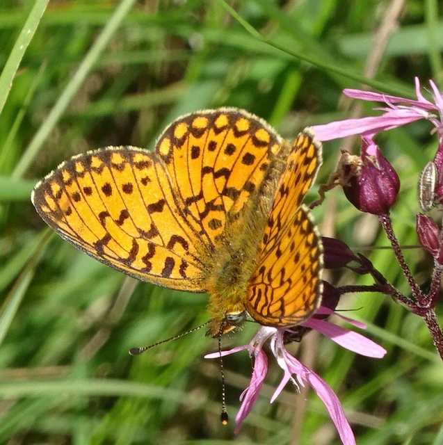 Boloria selene - fakó gyöngyházlepke