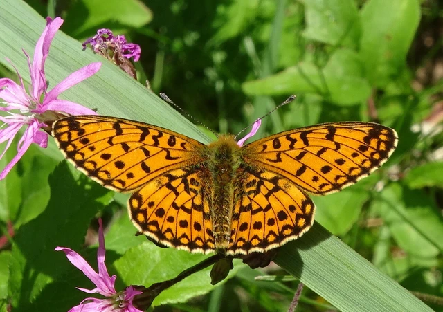 Boloria selene - fakó gyöngyházlepke