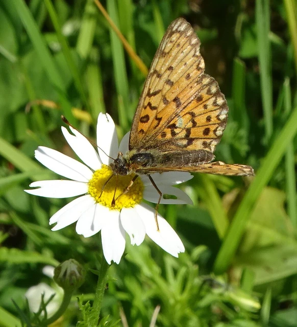 Boloria selene - fakó gyöngyházlepke