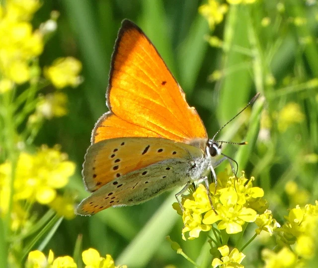 Lycaena dispar rutilus - nagy tűzlepke