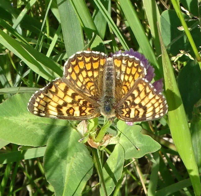Melitaea phoebe - nagy tarkalepke