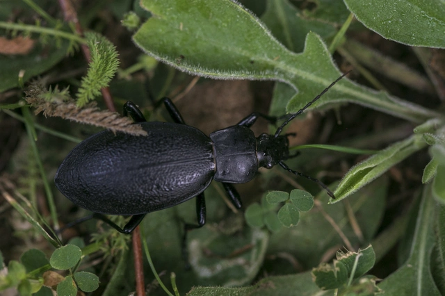 Carabus coriaceus - bőrfutrinka