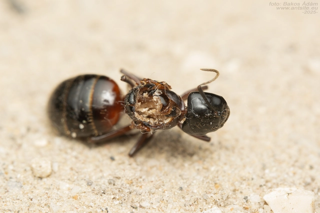 Camponotus ligniperda - faodvasító lóhangya