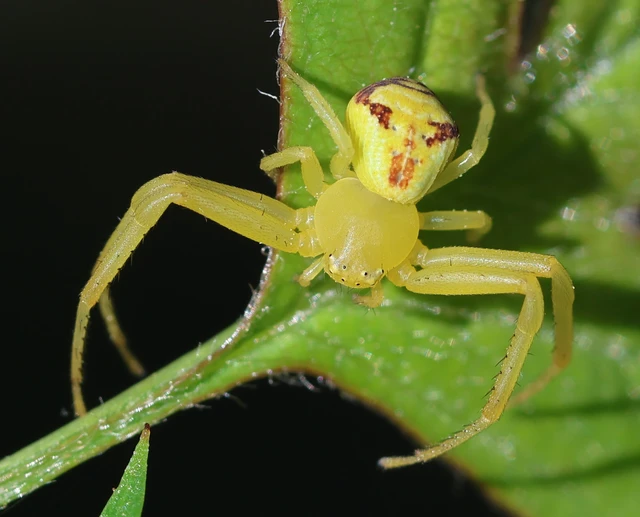 Ebrechtella tricuspidata - alakoskodó karolópók