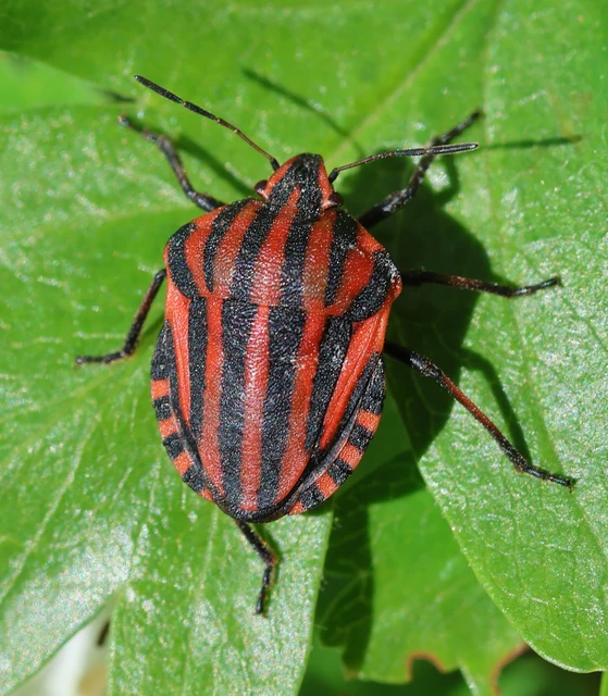 Graphosoma italicum - csíkos pajzsospoloska
