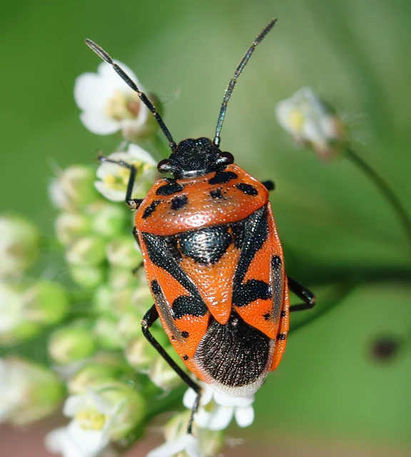 Eurydema ornata - díszespoloska Eurydema ornata - díszespoloska