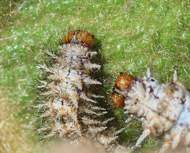 Melitaea trivia - kis tarkalepke