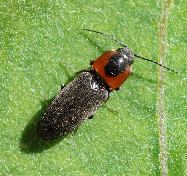Cardiophorus discicollis - korongfoltos szívespattanó Cardiophorus discicollis - korongfoltos szívespattanó