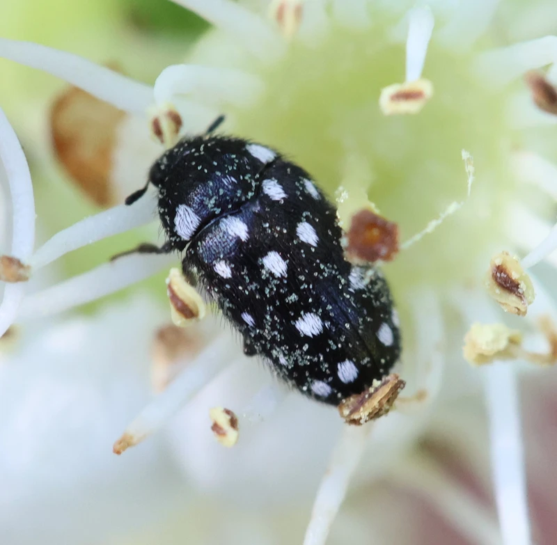 Lanorus punctatus - sokpettyes szűcsbogár