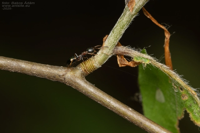 Dolichoderus quadripunctatus - négypettyes erdeihangya