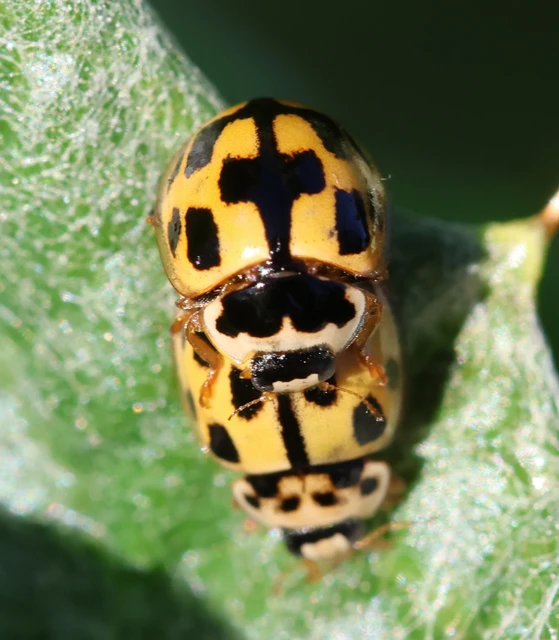 Propylea quatuordecimpunctata - tizennégypettyes füsskata