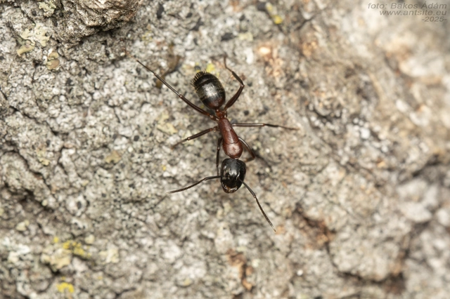 Camponotus ligniperda - faodvasító lóhangya