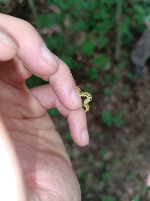 Erannis defoliaria - nagy téliaraszoló