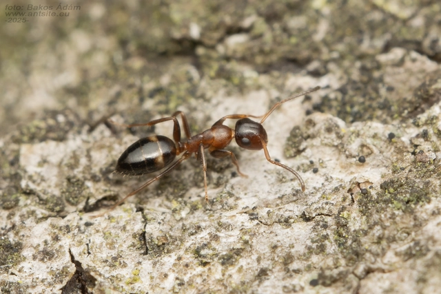 Colobopsis truncata - kapushangya