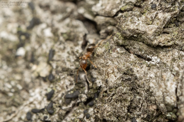 Lasius brunneus - rozsdáshátú feketehangya