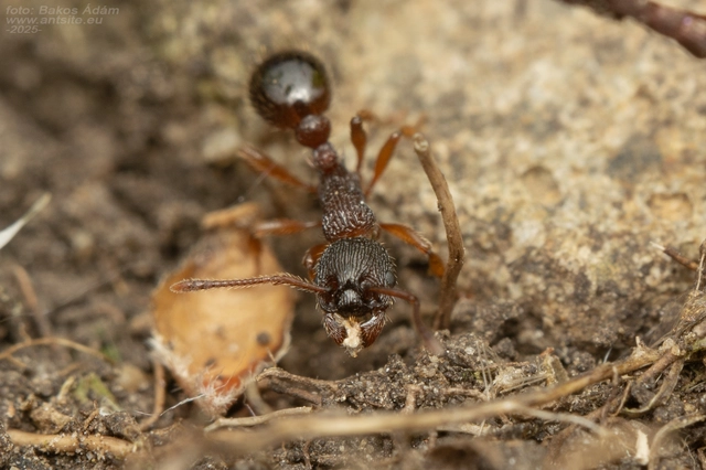 Myrmica schencki - kétszínű bütyköshangya