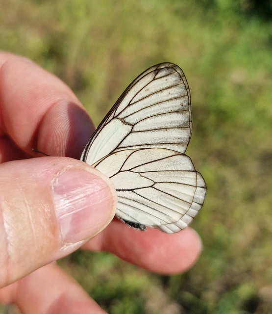Aporia crataegi - galagonyalepke