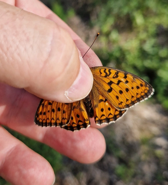 Argynnis niobe - ibolya-gyöngyházlepke