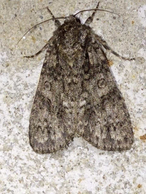 Acronicta rumicis - sóska-szigonyosbagoly