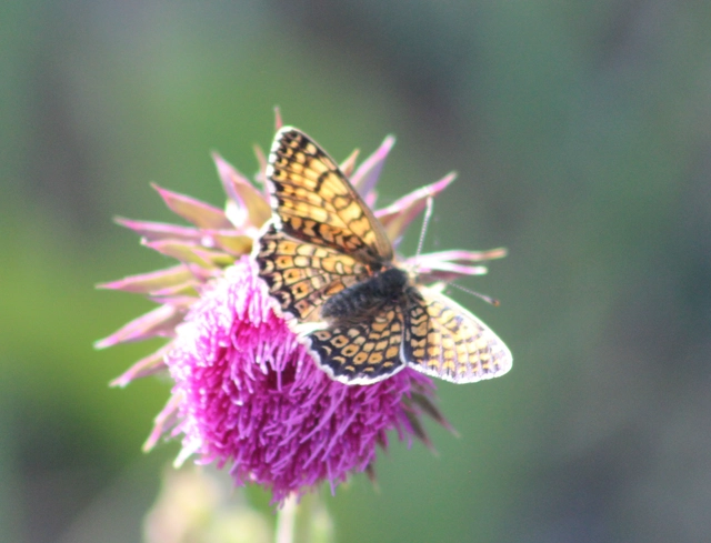 Melitaea cinxia - réti tarkalepke