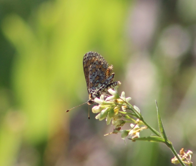Melitaea trivia - kis tarkalepke