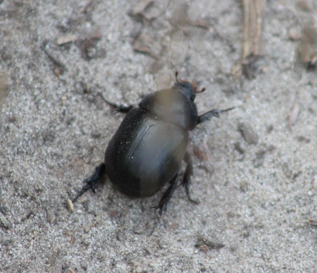 Pentodon idiota - butabogár