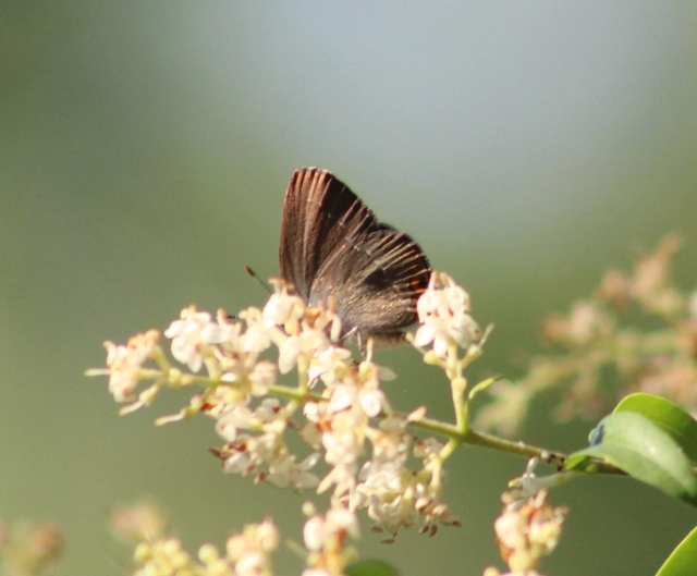 Satyrium acaciae - akác-csücsköslepke