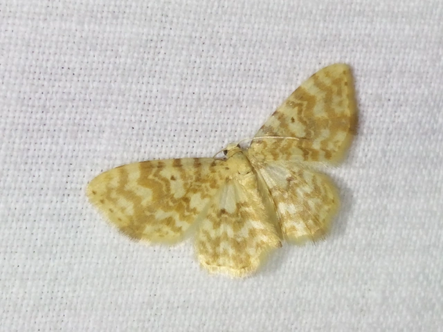 Hydrelia flammeolaria - narancssárga araszoló