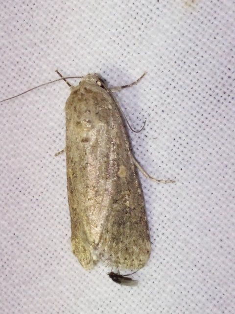 Spodoptera exigua - apró jegyesbagoly