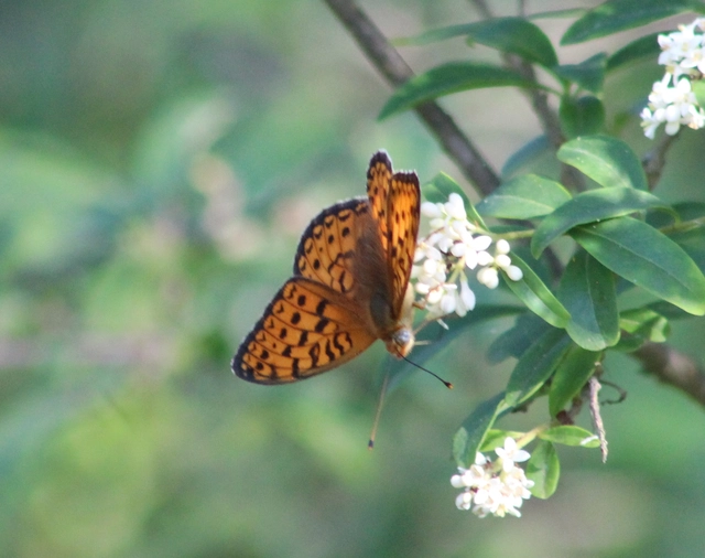 Argynnis niobe - ibolya-gyöngyházlepke