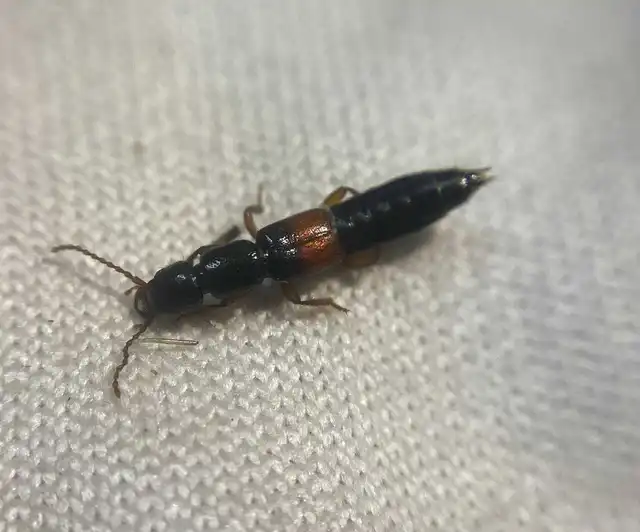 Lathrobium fulvipenne - közönséges mocsárholyva