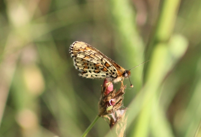 Melitaea trivia - kis tarkalepke